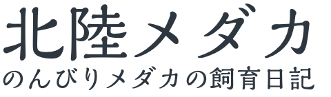 北陸メダカ